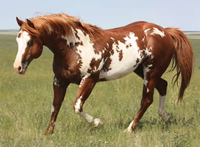 Mr Parteebuilt, APHA Paint overo stallion