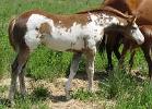 sorrel overo filly mare