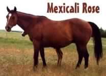 Mexicali Rose, Paint mare