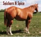 Snickers N Spice, Paint mare
