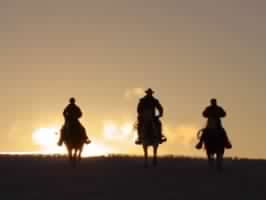 Paint horses in the sunset